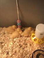 baby_pekin_pile.jpg