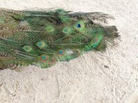 IMG_3659.JPG
