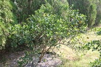 IMG_5277.JPG
