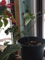 lemon tree.JPG