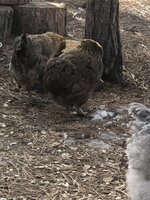 F2445FA6-1253-4C20-A047-B56BCAC4F4B3.jpeg