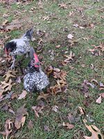 8C8655B9-BFA9-4363-9EE8-D4FFFC937635.jpeg