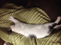 image.jpeg