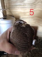 58D05386-BD10-435E-A860-EE1C0A163E79.jpeg