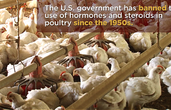 hormones-illegal-poultry-production.png