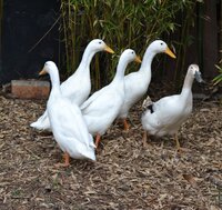 DSC_1101.JPG DSC_1101.JPG