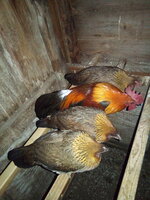 IMG_20191212_223009.jpg