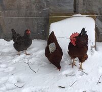 snow birds.jpg