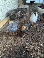 chicken 1.jpg