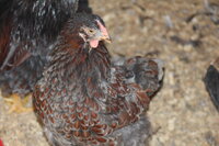 niceBlue laced Red wyhndott.JPG