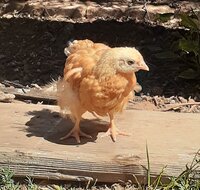 hen1.jpg hen1.jpg