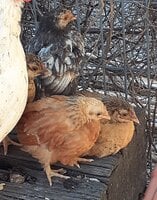 3hen1roo.jpg 3hen1roo.jpg