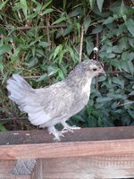 hen3.jpg hen3.jpg