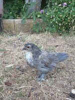 hen6.jpg hen6.jpg