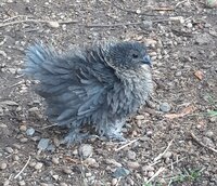 hen7.jpg hen7.jpg