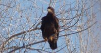 Golden Eagle.jpg