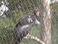 California Condor_71.jpg