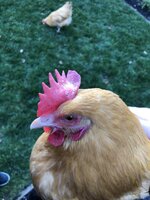 IMG_0564.jpeg