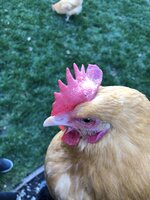 IMG_0565.jpeg