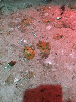 IMG_0912.jpeg