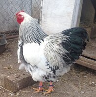 image.jpeg