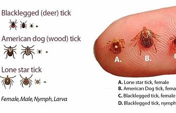 Ticks & Chickens-can Lyme disease be passed to humans?