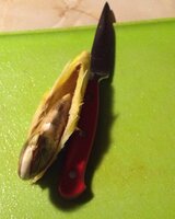 image.jpeg image.jpeg