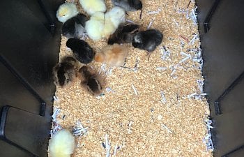 190821 Baby Chicks.JPG