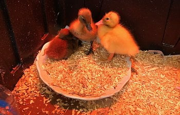 190823 Baby Ducks.JPG