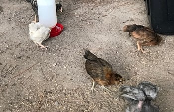 190914 Young Chickens.jpg