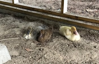 190914 Young Ducks.jpg 190914 Young Ducks.jpg