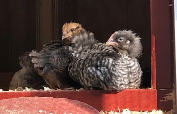 190915 Chickens Top of Ramp 3.jpg