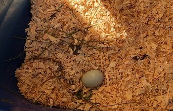 191220 2nd Egg.JPG