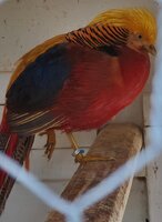 pheasant.jpg
