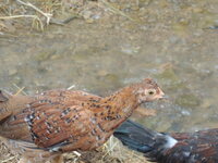 DSCN2104.JPG