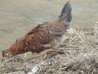 DSCN2107.JPG