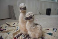 blonde chicks uncropped.JPG blonde chicks uncropped.JPG