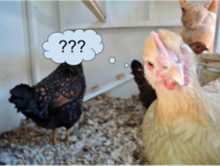 Questions & Answers About Chickens
