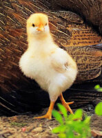 chick_crop.jpg