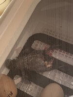 D3C5FCAF-7296-4A36-BDB4-33B4F82A0573.jpeg