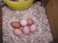 2016 6 eggs.JPG