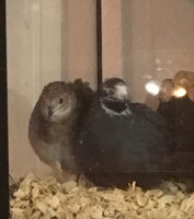Elmer and Fern 2018.jpg