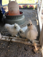 Little White Silkies.jpg