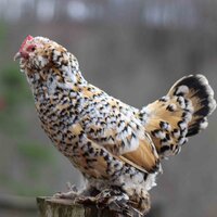 spots.jpg
