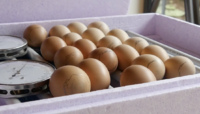 sussex eggs.png