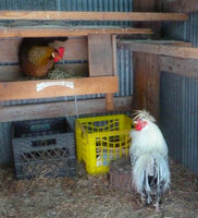 nesting.jpg