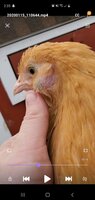 chicken.jpg