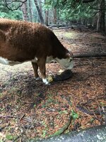 1E98209D-148E-4468-AF06-1711C0680E84.jpeg