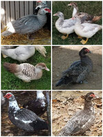 muscovy2.jpg