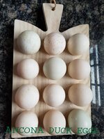 2019 ANCONA EGGS.jpg